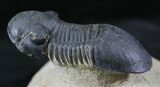 Paralejurus Trilobite - Foum zguid, Morocco #25840-5